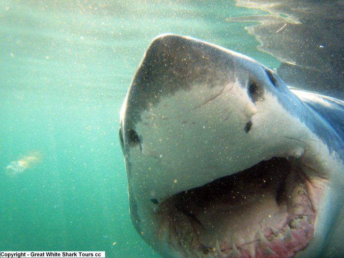 Sharks Under Attack Along the Cape Town Coast