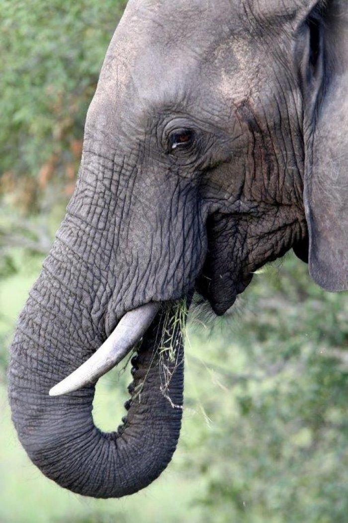 Head for the Beach and the Bush During Your South African Safari