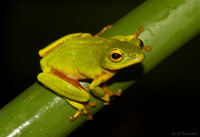 A-Frogging You Should Go on Your Next Southern African Safari