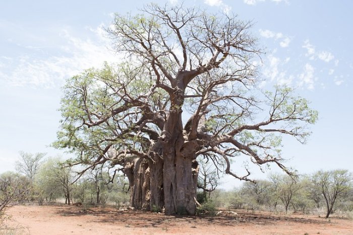 The Giant Baobabs of Africa – A Vanishing Species