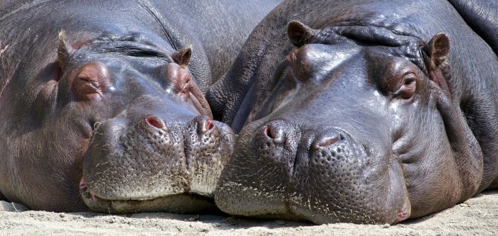 Have a Right Royal Time on Honeymoon in Southern Africa