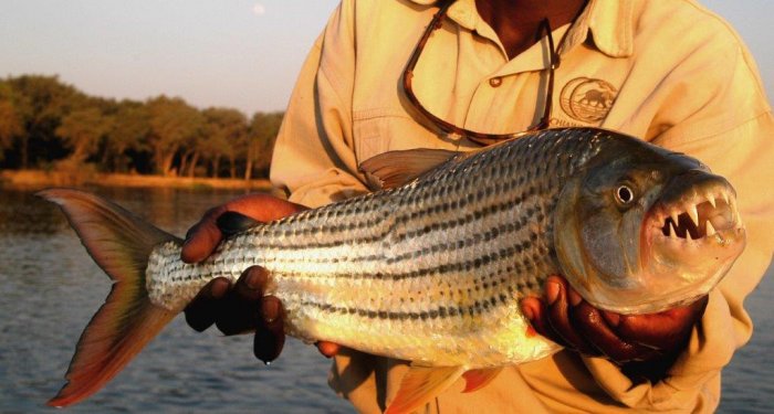 Going After Zambia’s Tigers on a fishing safari