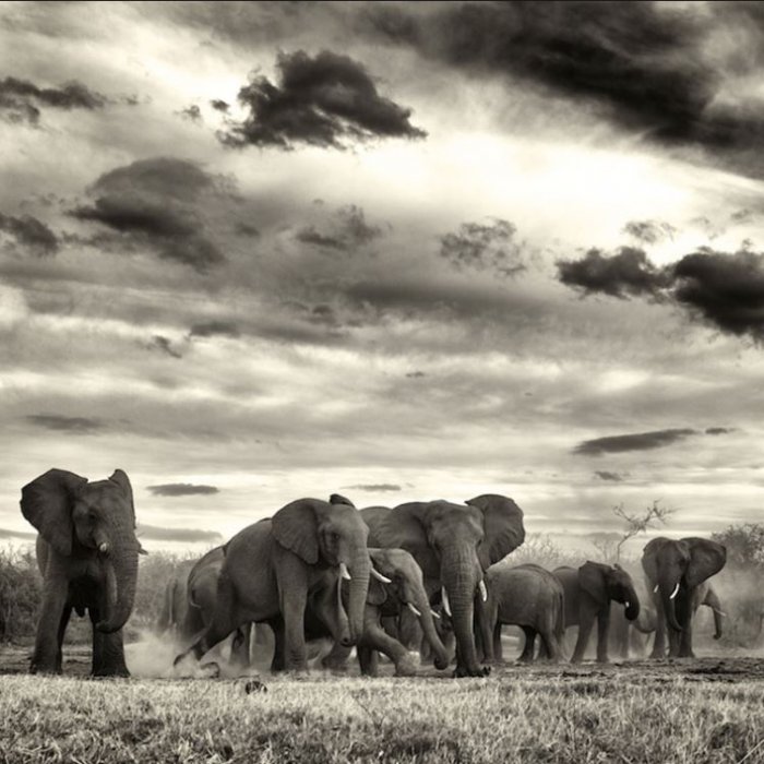 Madikwe Game Reserve Ticks All your Southern African Safari Boxes