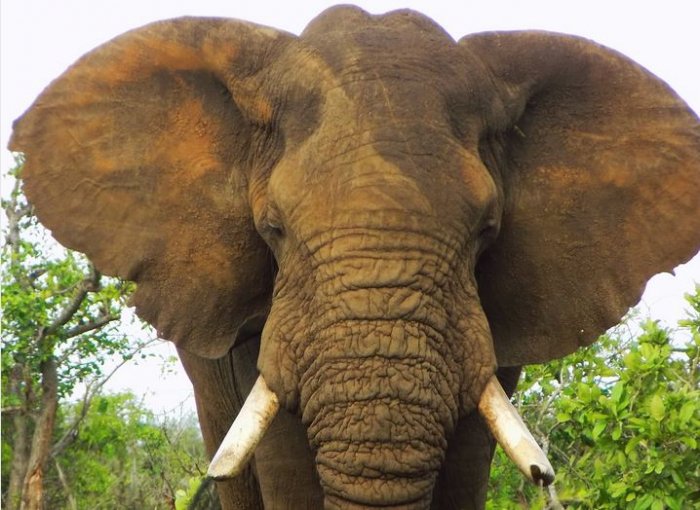 Getting to Know the Big Five – Elephants