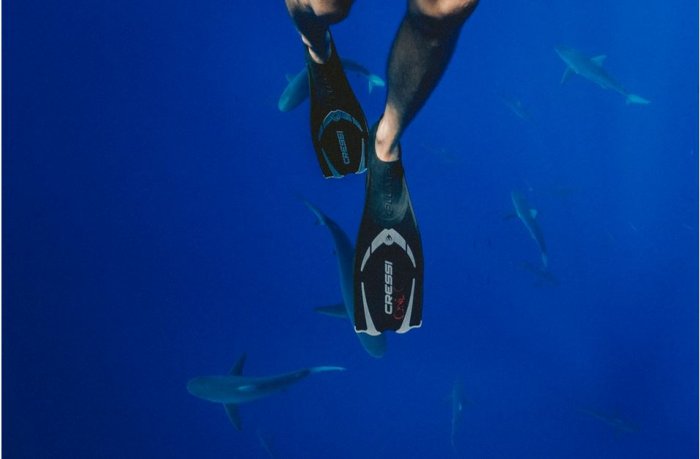 Swim with the Sharks on Your Southern African Safari