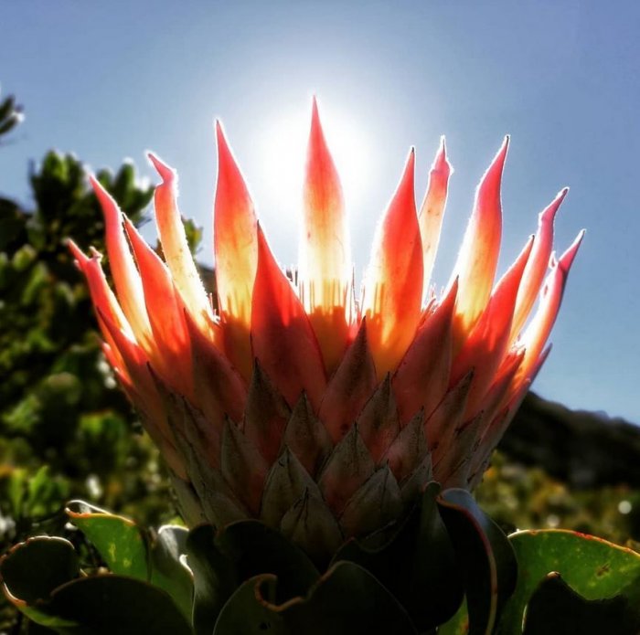 5 of The Best Gardens in South Africa