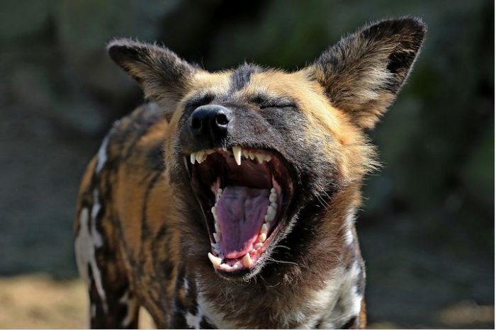 Good News for the African Hunting Dog in Zambia
