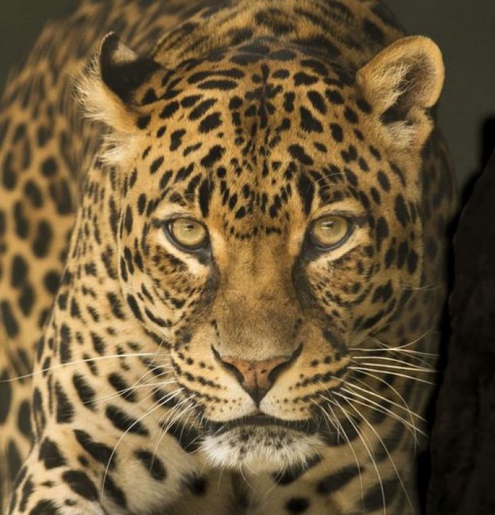 Experiencing the Big Five – Leopards Through the Lens