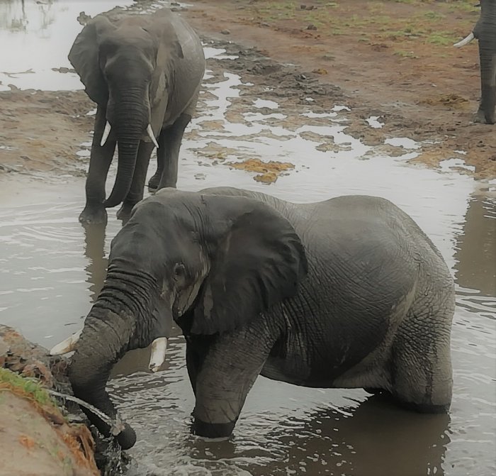Ensuring the Future of the ‘Big’ in a Big Five Safari 