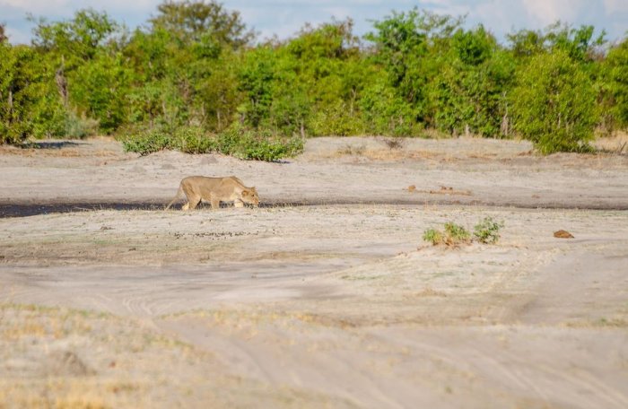 The Mystery of Botswana’s Savute Channel in Chobe National Park