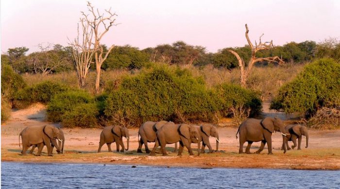 Elephants on Parade in Chobe National Park