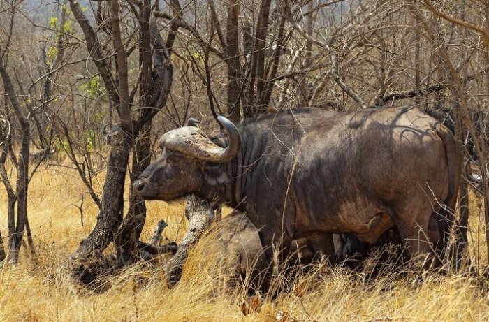 The Cape Buffalo – Bad Boy of the Big Five