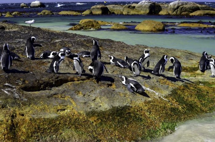 New Hope for African Penguins at De Hoop Nature Reserve