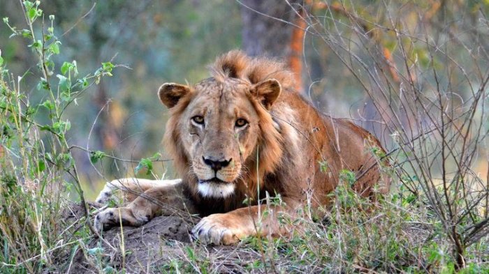 On the Rebound - Gorongoza National Park in Mozambique