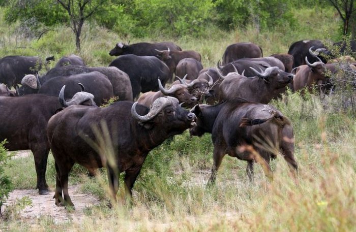The Buffaloes of Makalali Private Game Reserve