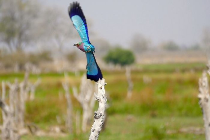Botswana – A Birdwatcher's Paradise