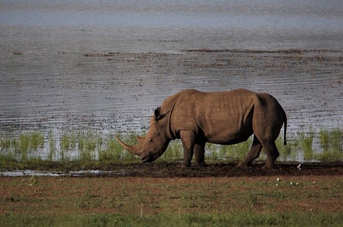 Botswana Safari Industry Success with Rhinos