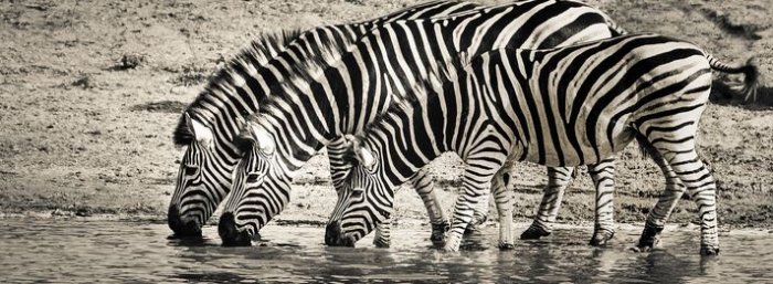 A dazzle of zebra, say what?