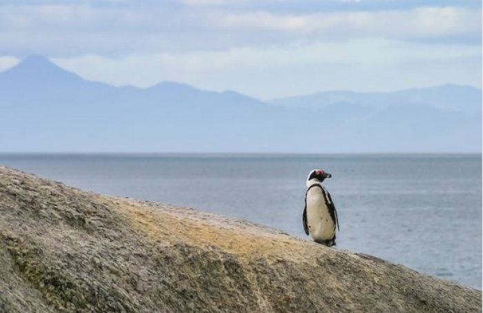 Black and White Facts about African Penguins