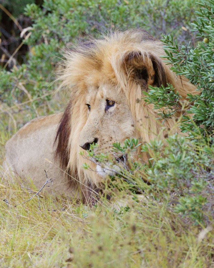 Sylvester the Roaming Lion Finds A Home
