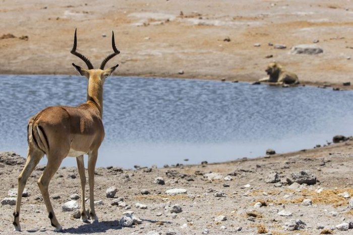 Take a Southern African Safari Without Leaving the house (For Now)