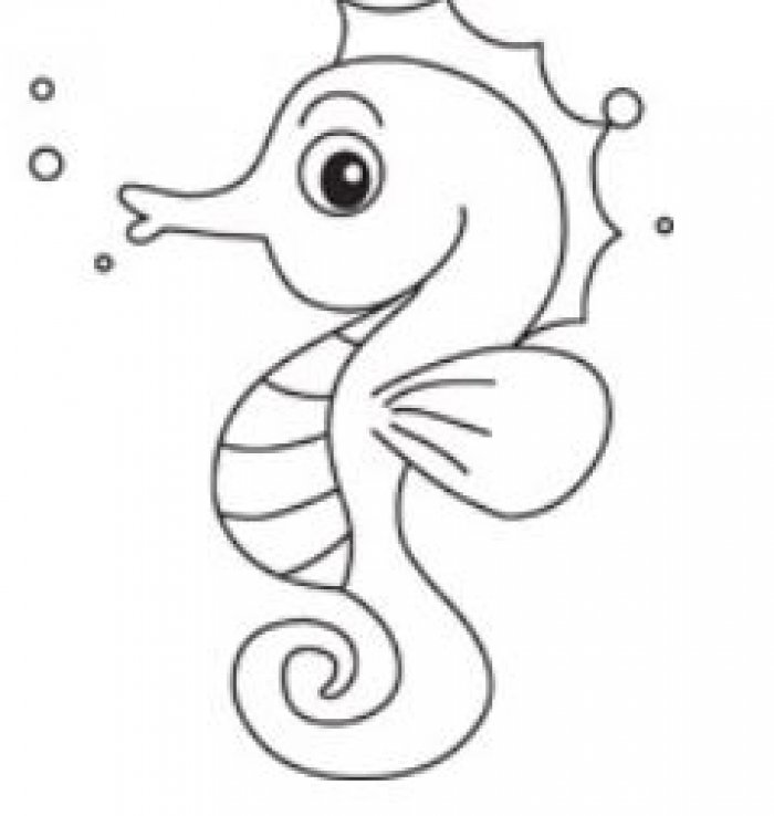 A New Type of Pygmy Seahorse Discovered in Sodwana Bay