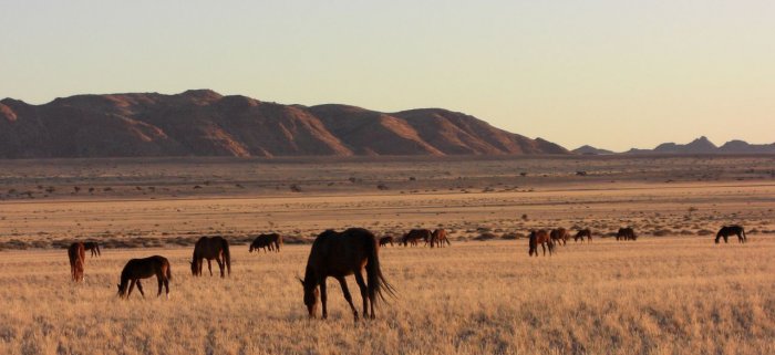 The Wild Horses of Namibia in Dire Straits Again 