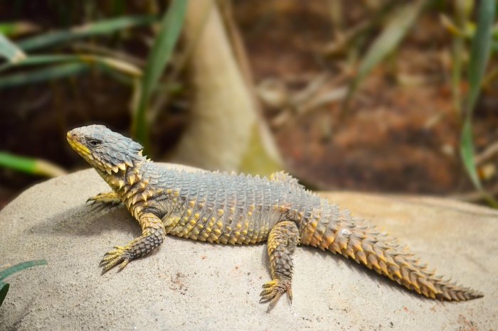 Saving South Africa’s Sungazer Lizard 