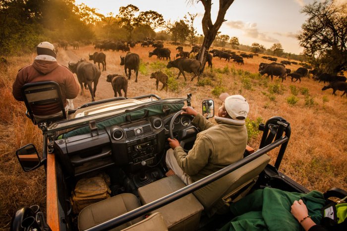 Making a Great Safari Guide