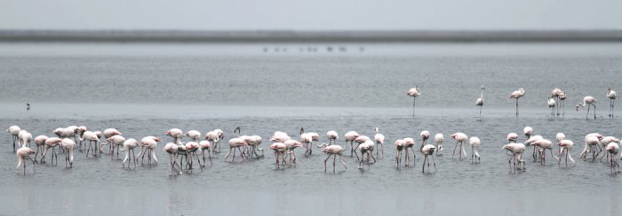 Flamingos - Flamboyant and Fascinating