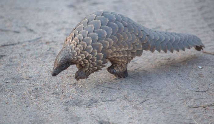 The Best Places in Southern Africa to See Pangolins