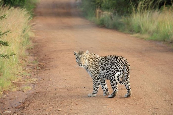 Fine tune your safari etiquette with these tips and mantras
