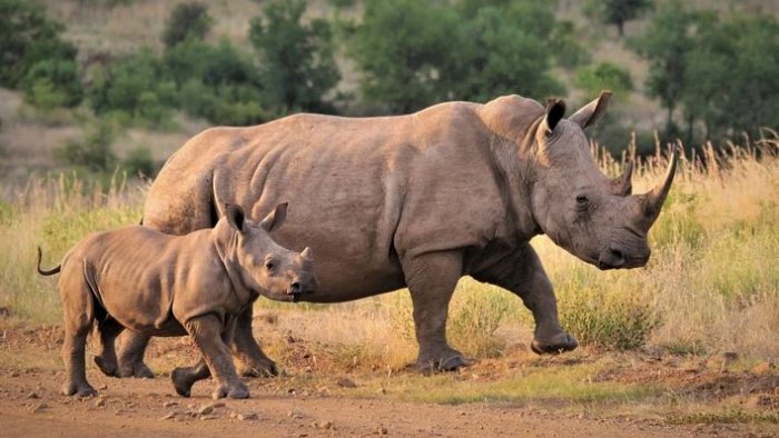 Africa’s Rhinos Feeling the Brunt of the Pandemic