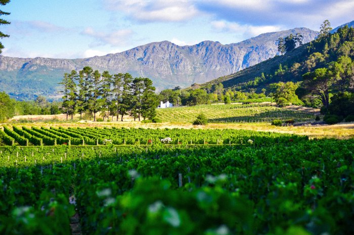 The Cape Winelands Steals the Limelight in a New Netflix Movie 