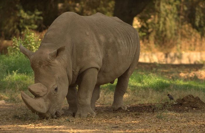 Conservation in South Africa: Poaching is Down