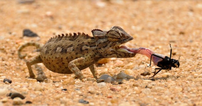 Discover the Living Desert in Namibia