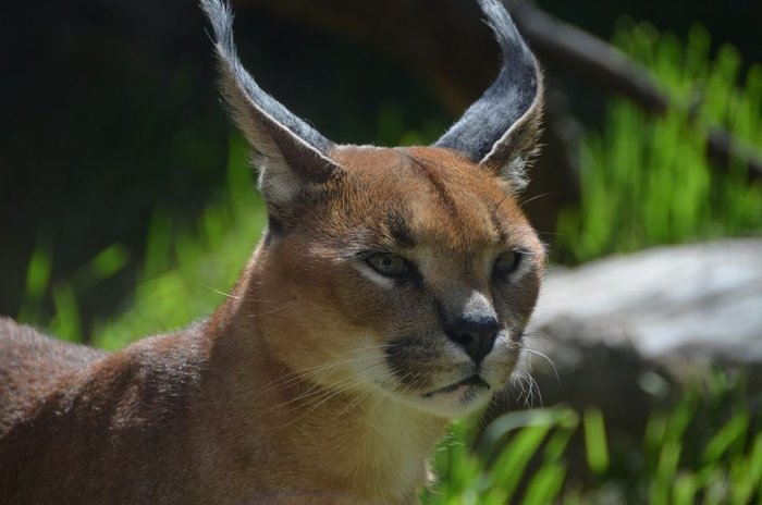 Hiking in Cape Town | Discover Wild Cats