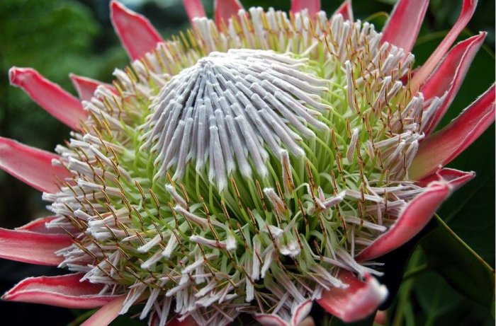 African Resilience – The Big Biodiverse Picture