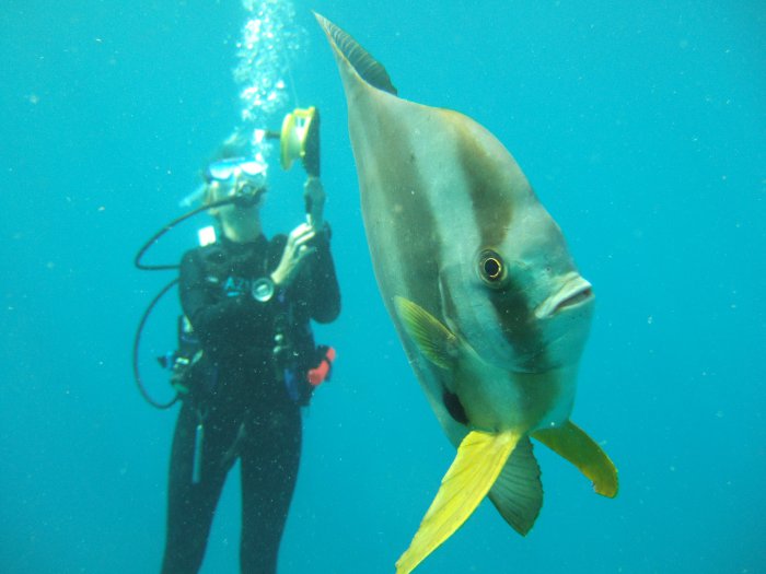 Best Dive Sites in Southern Africa