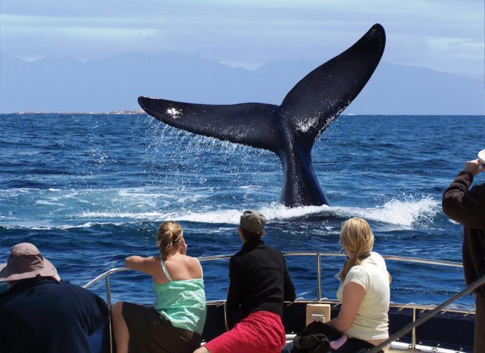 Whale Watching in Southern Africa