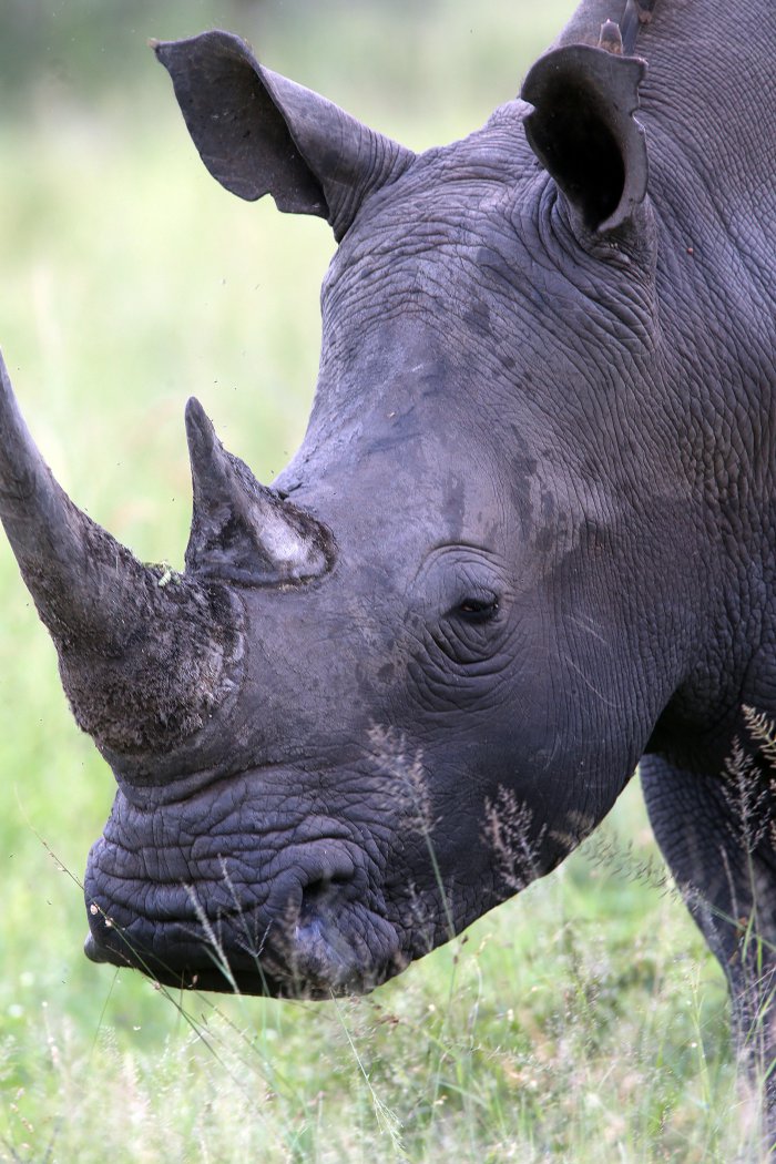Rhinos without Borders