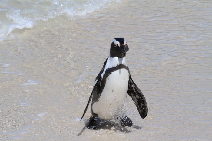 SANCOBB – Saving the Penguins