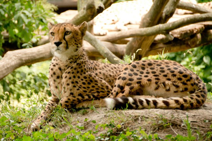 To save a cat with the Cheetah Conservation Fund Centre