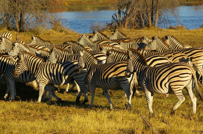 Botswana’s Zebra Migration