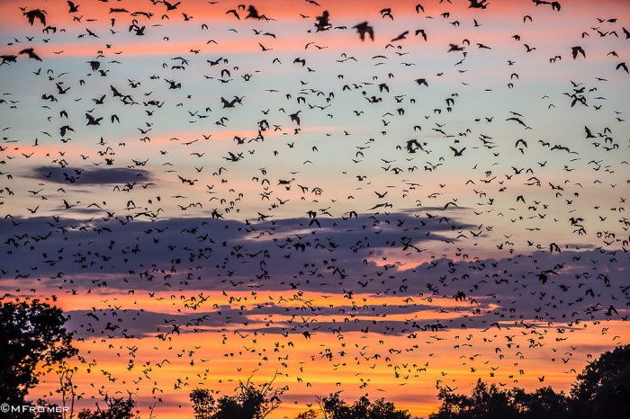 Catch the Bat Migration in Zambia