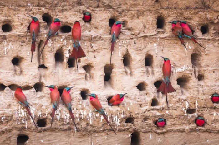 Migrations – The Unique Habits of The Southern Carmine Bee Eater