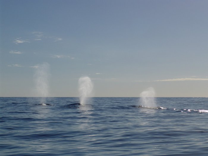 Southern Right Whale migration around South Africa