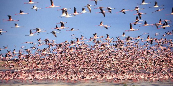 Don’t Start Planning Your African Safari Until You Read This