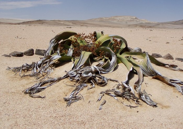 Weird, Wild Welwitschia of Namibia