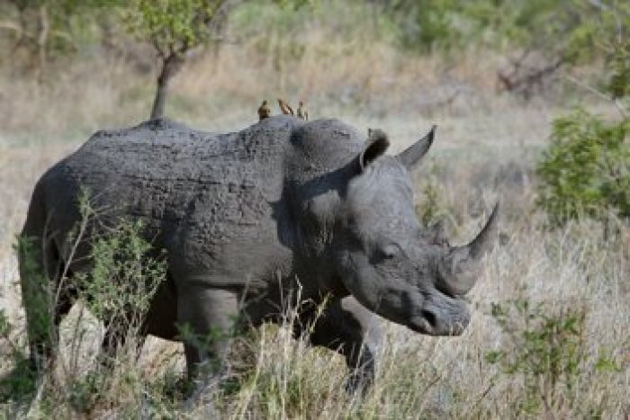 Southern African Safaris Help the Fight Against Poaching in Botswana 
